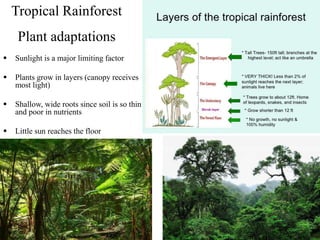  Sunlight is a major limiting factor
 Plants grow in layers (canopy receives
most light)
 Shallow, wide roots since soil is so thin
and poor in nutrients
 Little sun reaches the floor
Tropical Rainforest
Plant adaptations
 