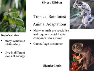 Many symbiotic
relationships
 Live in different
levels of canopy
Wagler’s pit viper
Silvery Gibbon
Slender Loris
Tropical Rainforest
Animal Adaptations
• Many animals are specialists
and require special habitat
components to survive
• Camouflage is common
 