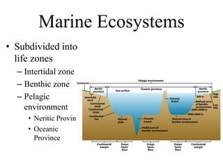 Marine Ecosystems
• Subdivided into
life zones
– Intertidal zone
– Benthic zone
– Pelagic
environment
• Neritic Province
• Oceanic
Province
 