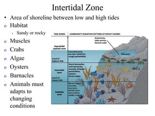 Intertidal Zone
• Area of shoreline between low and high tides
o Habitat
• Sandy or rocky
o Muscles
o Crabs
o Algae
o Oysters
o Barnacles
o Animals must
adapts to
changing
conditions
 