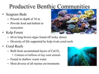Productive Benthic Communities
• Seagrass Beds
– Present to depth of 10 m
– Provide food and habitat to
ecosystem
• Kelp Forest
– 60-m long brown algae found off rocky shores
– Diversity of life supported by kelp rivals coral reefs
• Coral Reefs
– Built from accumulated layers of CaCO3
• Colonies of millions of tiny coral animals
– Found in shallow warm water
– Most diverse of all marine environments
 