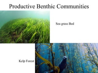 Productive Benthic Communities
Sea grass Bed
Kelp Forest
 