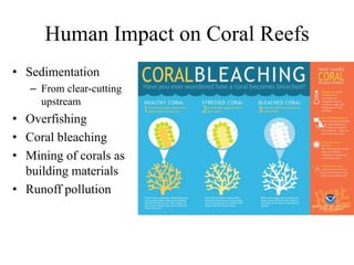 Human Impact on Coral Reefs
• Sedimentation
– From clear-cutting
upstream
• Overfishing
• Coral bleaching
• Mining of corals as
building materials
• Runoff pollution
 