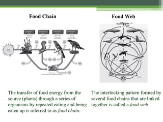 The transfer of food energy from the
source (plants) through a series of
organisms by repeated eating and being
eaten up is referred to as food chain.
Food Web
The interlocking pattern formed by
several food chains that are linked
together is called a food web.
Food Chain
 