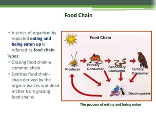 Food Chain
The process of eating and being eaten
• A series of organism by
repeated eating and
being eaten up is
referred as food chain.
Types:
• Grazing food chain-a
common chain
• Detritus food chain-
chain derived by the
organic wastes and dead
matter from grazing
food chains
 