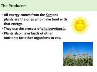 The Producers
•All energy comes from the Sun and
plants are the ones who make food with
that energy.
•They use the process of photosynthesis.
•Plants also make loads of other
nutrients for other organisms to eat.
 