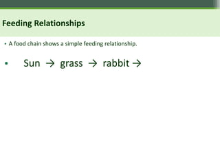 Feeding Relationships
• A food chain shows a simple feeding relationship.
• Sun → grass → rabbit →
 