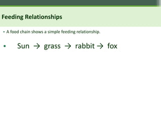 Feeding Relationships
• A food chain shows a simple feeding relationship.
• Sun → grass → rabbit → fox
 