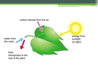 carbon dioxide from the air
energy from
sunlight
(or light)
water from
the roots
food
transported to the
rest of the plant
 