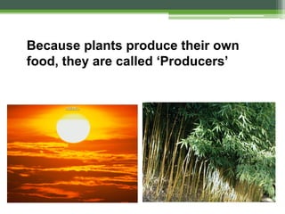 Because plants produce their own
food, they are called ‘Producers’
 