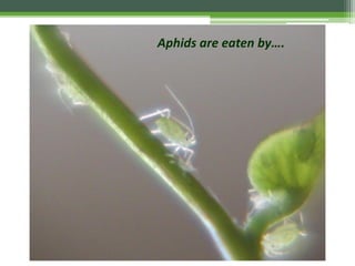 Aphids are eaten by….
 