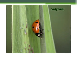 Ladybirds
 