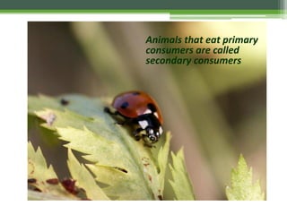 Animals that eat primary
consumers are called
secondary consumers
 