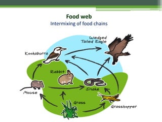Food web
Intermixing of food chains
 