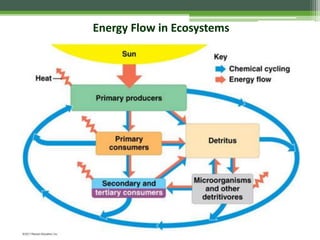 Energy Flow in Ecosystems
 