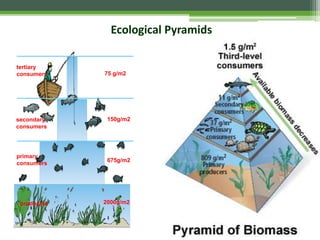 tertiary
consumers
secondary
consumers
primary
consumers
producers
75 g/m2
150g/m2
675g/m2
2000g/m2
Ecological Pyramids
 