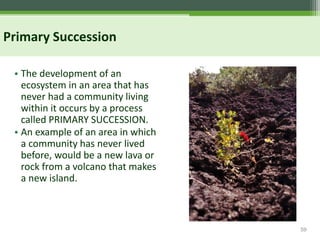 59
Primary Succession
• The development of an
ecosystem in an area that has
never had a community living
within it occurs by a process
called PRIMARY SUCCESSION.
• An example of an area in which
a community has never lived
before, would be a new lava or
rock from a volcano that makes
a new island.
 