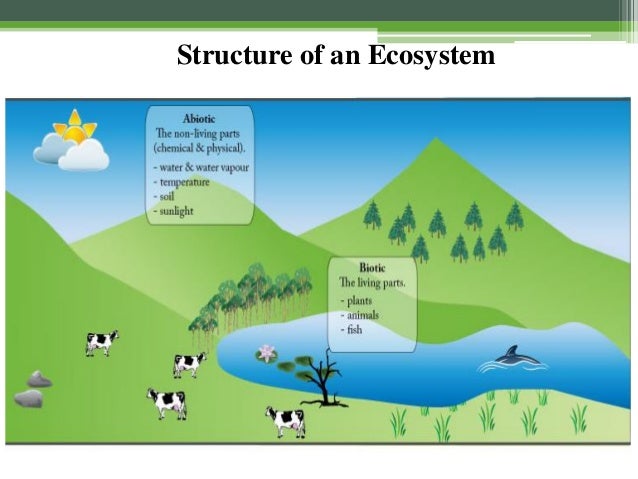 concept of ecosystem presentation