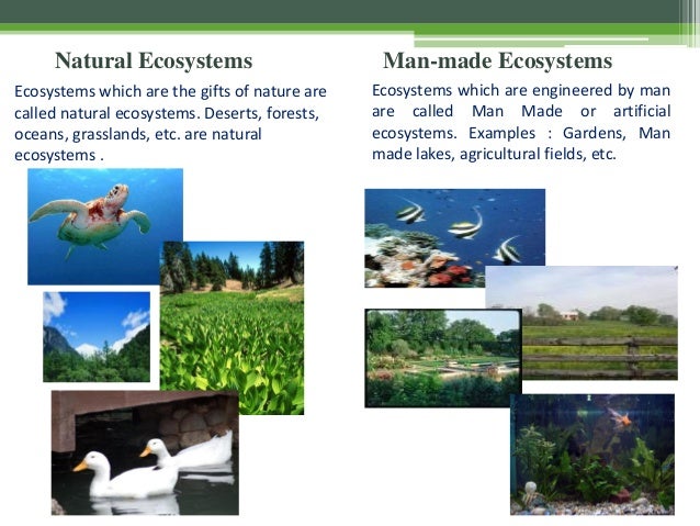 Ecosystem Concept And Types
