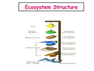 Ecosystem Structure 