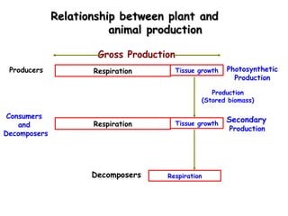 Production  (Stored biomass)  Gross Production Producers   Photosynthetic  Production  Secondary  Production   Respiration Decomposers   Consumers  and  Decomposers Respiration Tissue growth Relationship between plant and  animal production Respiration Tissue growth 