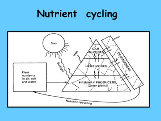 Nutrient  cycling 