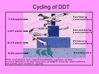 Cycling of DDT 