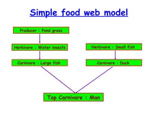 Simple food web model Producer : Pond grass Herbivore : Water insects Carnivore : Large fish  Herbivore : Small fish  Carnivore : Duck  Top Carnivore : Man 
