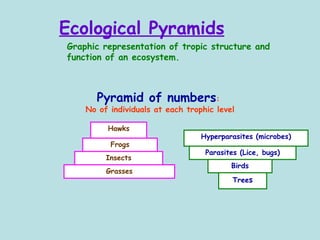 Ecological Pyramids   Pyramid of numbers :  No of individuals at each trophic level Graphic representation of tropic struc...