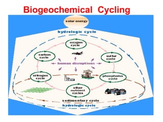 Biogeochemical  Cycling 