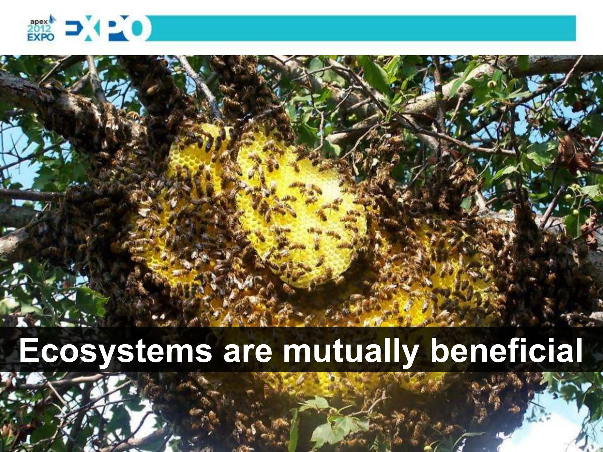 Ecosystems are mutually beneficial
 