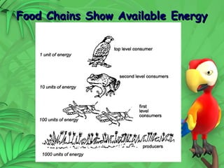 22
Food Chains Show Available Energy
Food Chains Show Available Energy
 