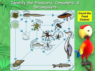 29
Identify the Producers, Consumers, &
Identify the Producers, Consumers, &
Decomposers:
Decomposers:
Count the
Count the
Food
Food
Chains!
Chains!
 