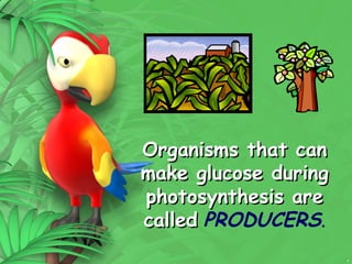 4
Organisms that can
Organisms that can
make glucose during
make glucose during
photosynthesis are
photosynthesis are
called
called PRODUCERS.
 