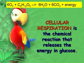 7
CELLULAR
CELLULAR
RESPIRATION
RESPIRATION is
is
the chemical
the chemical
reaction that
reaction that
releases the
releases the
energy in glucose
energy in glucose.
.
6O2 + C6H12O6 --> 6H2O + 6CO2 + energy
 
