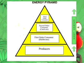 Ecosystem Energy Flow Powerpoint Presentation | PPT
