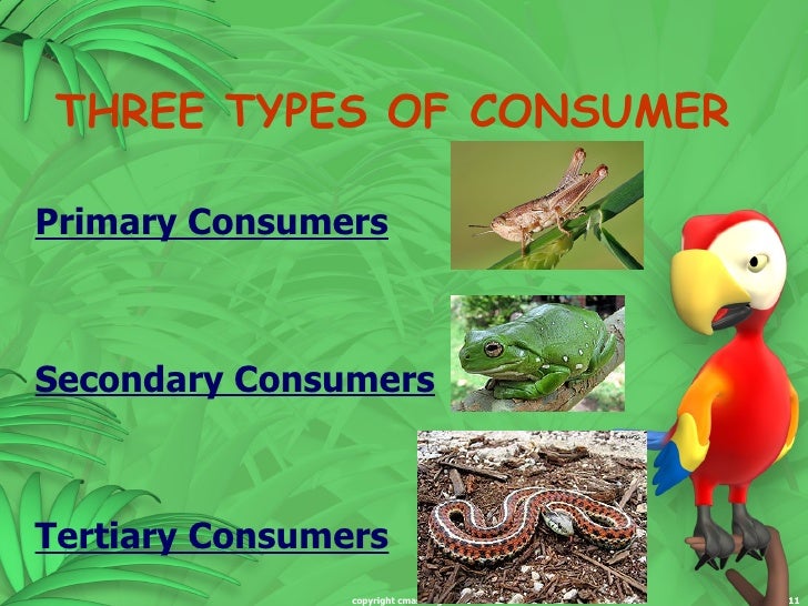 Ecosystem energy flow (part 1)