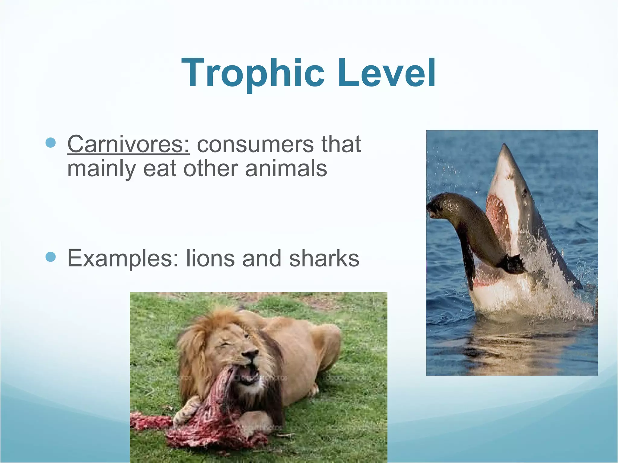 Trophic Level Carnivores:  consumers that mainly eat other animals Examples: lions and sharks 