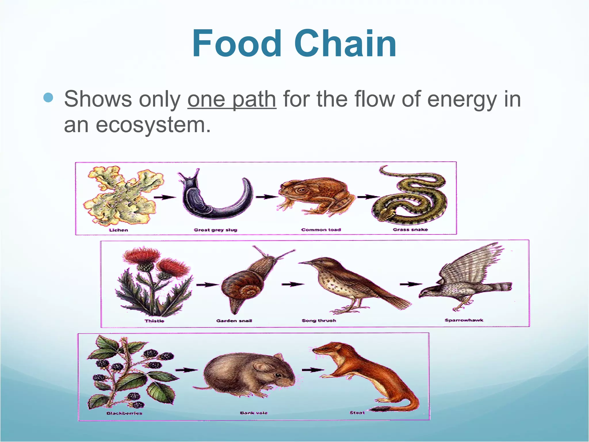 Food Chain Shows only  one path  for the flow of energy in an ecosystem. 