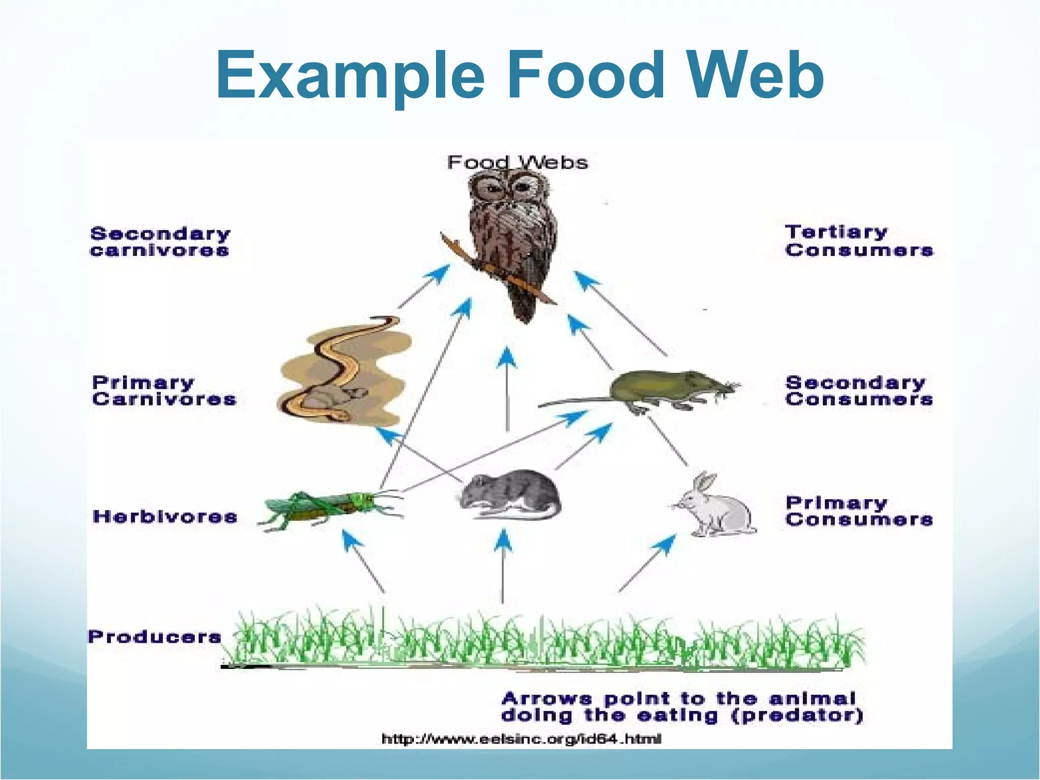Example Food Web 
