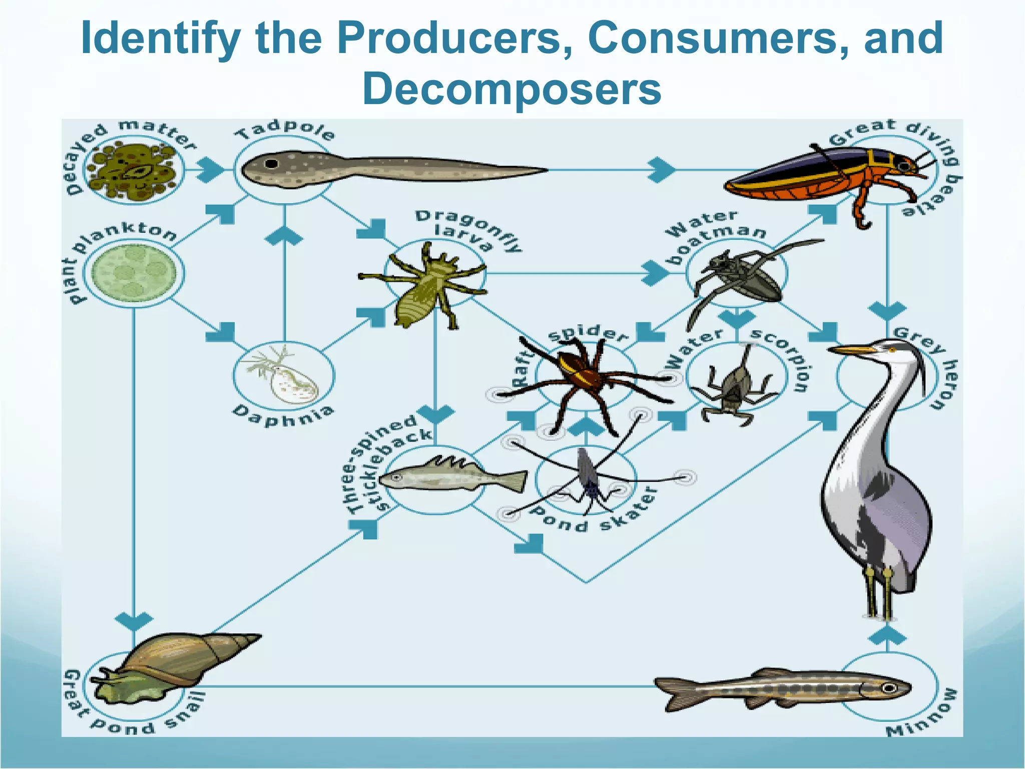 Identify the Producers, Consumers, and Decomposers 