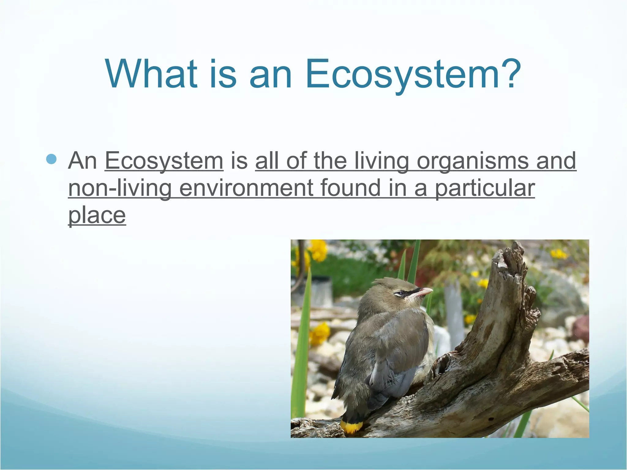What is an Ecosystem? An  Ecosystem  is  all of the living organisms and non-living environment found in a particular place 