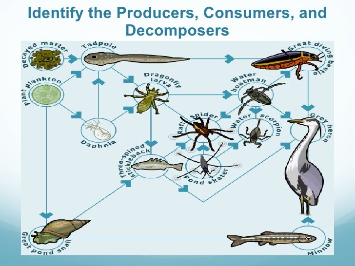 Worksheets Producers Consumers And Decomposers Worksheet ecosystem energy flow part 2 identify the producers consumers and decomposers