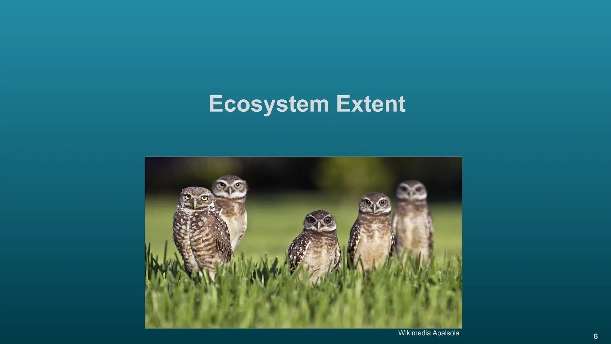 6
Ecosystem Extent
Wikimedia Apalsola
 