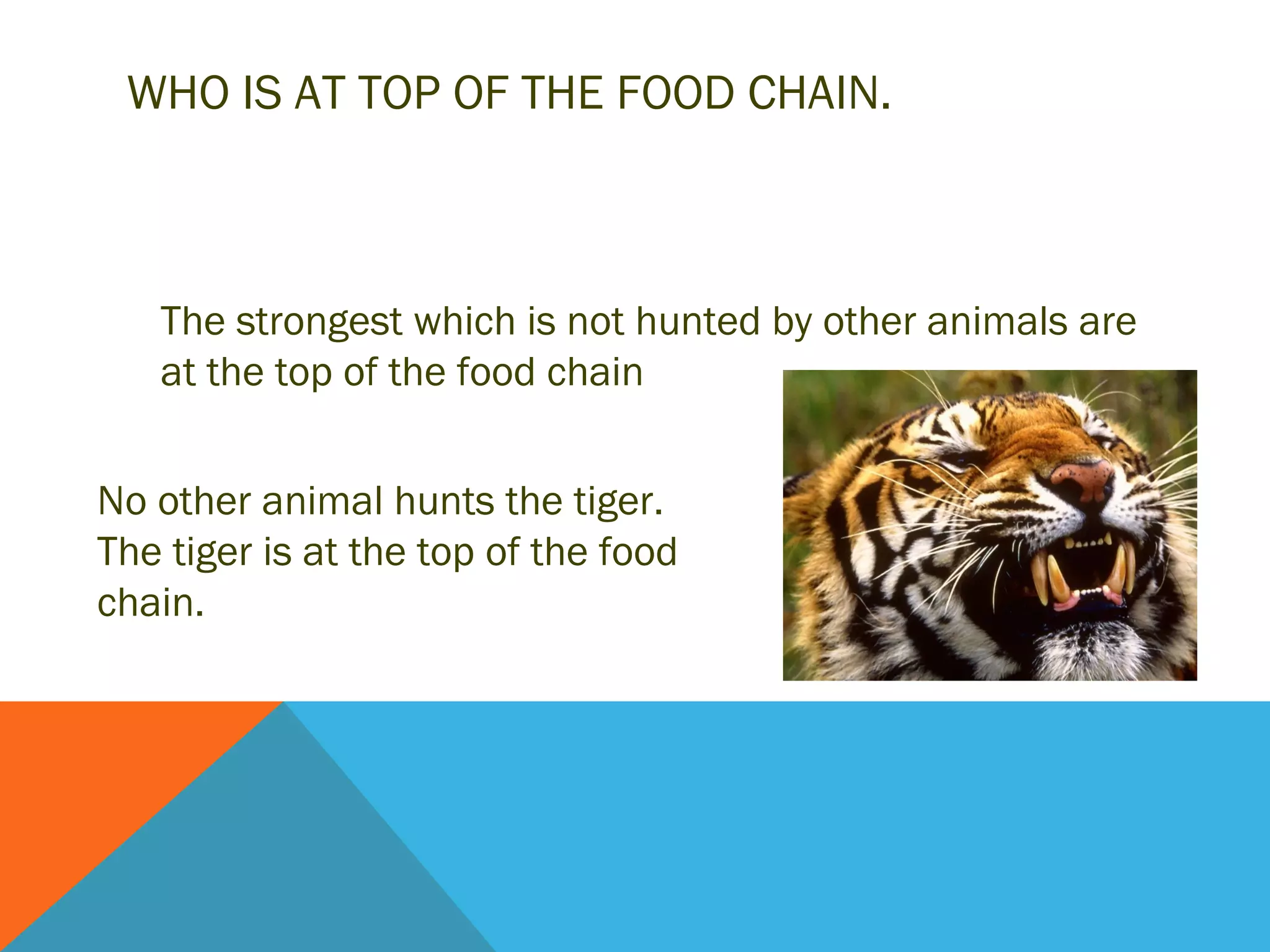 WHO IS AT TOP OF THE FOOD CHAIN.



   The strongest which is not hunted by other animals are
   at the top of the food chain


No other animal hunts the tiger.
The tiger is at the top of the food
chain.
 