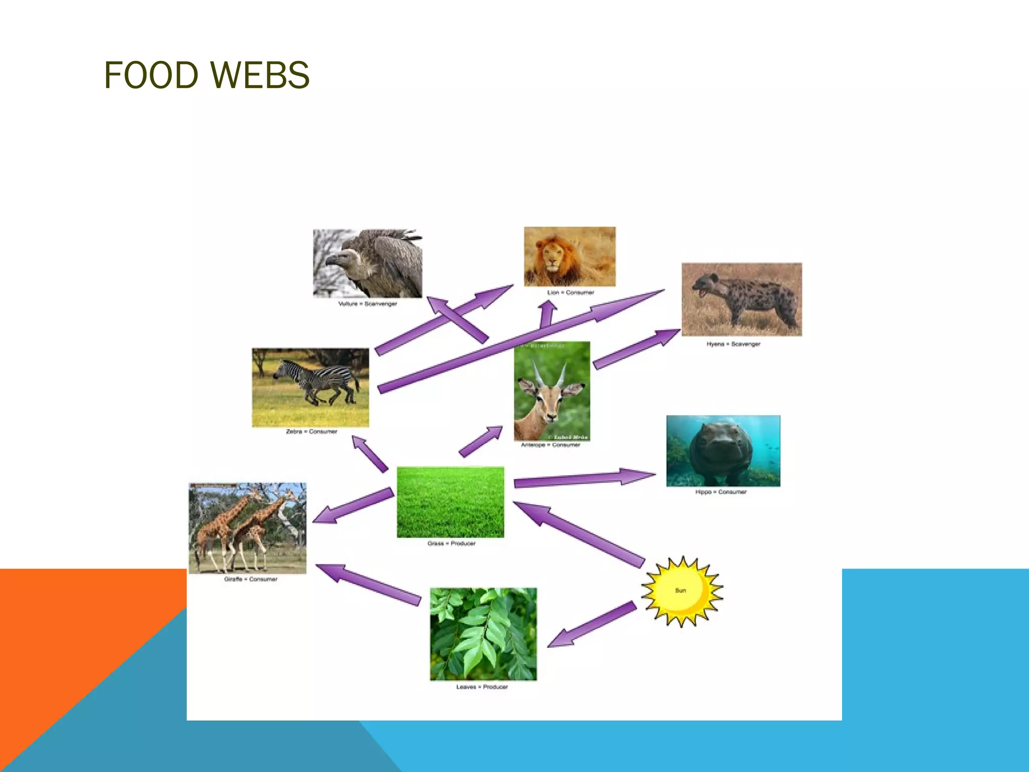 FOOD WEBS
 