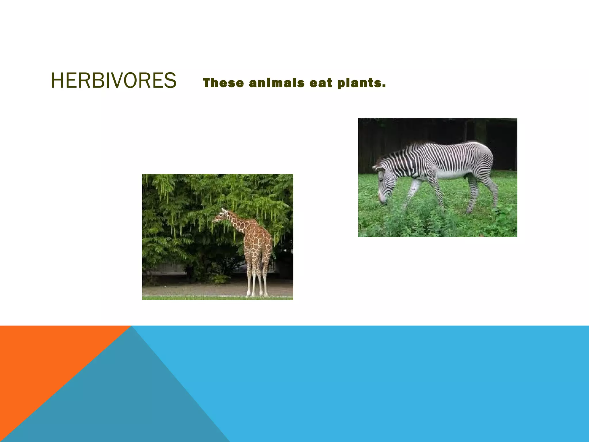 HERBIVORES   These animals eat plants.
 