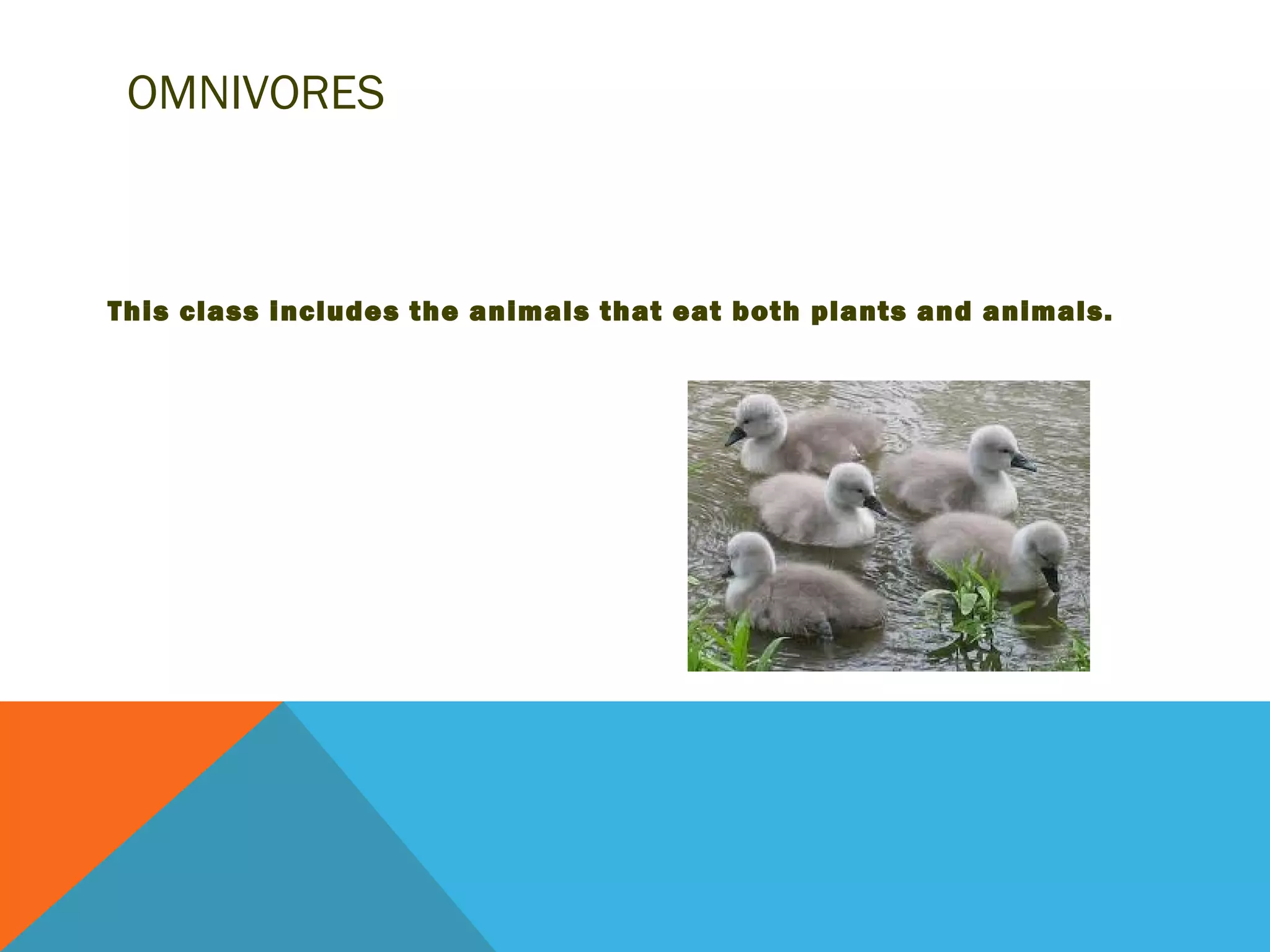 OMNIVORES



This class includes the animals that eat both plants and animals.
 