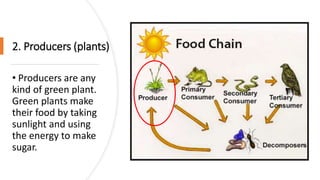Producer In Science Examples ECOSYSTEM G4.pptx