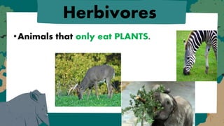 ECOSYSTEM HABITAT NICHE , FOOD CHAIN & WEB | PPTX
